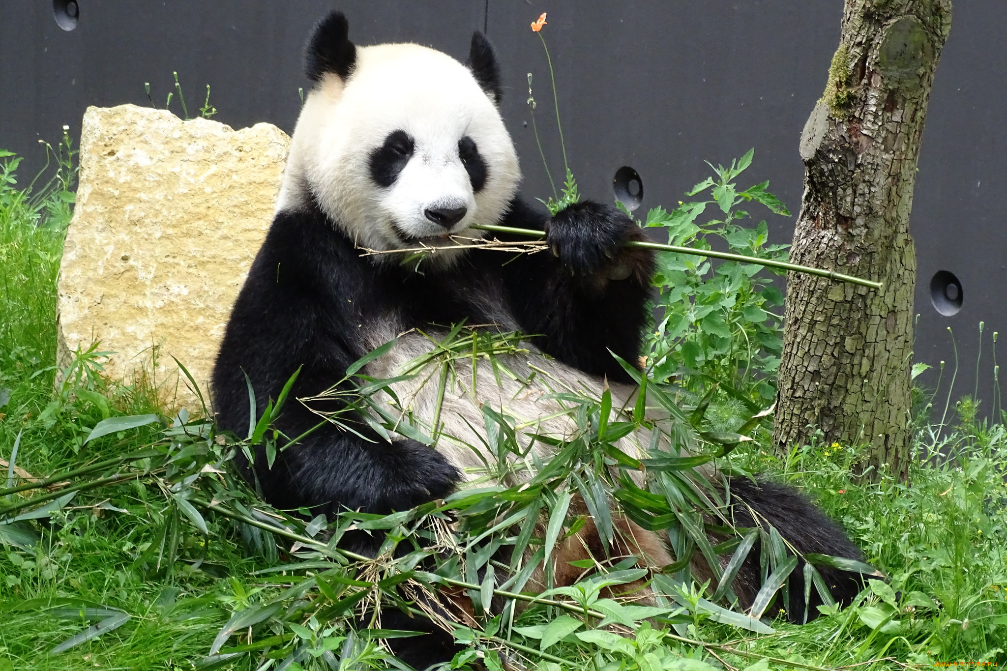 животные, панды, еда, бамбук, шерсть, окрас, панда