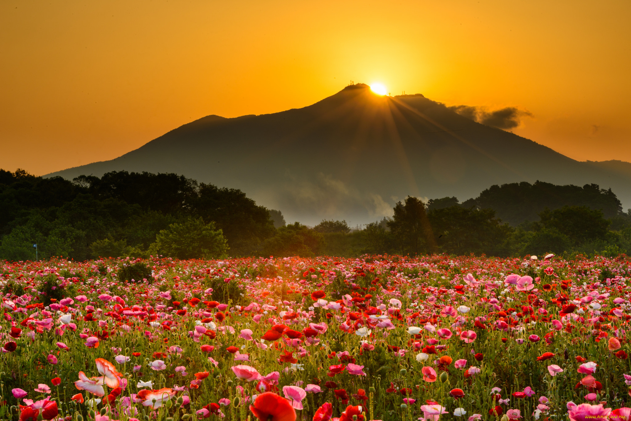 горы поляна цветы лучи солнца скачать