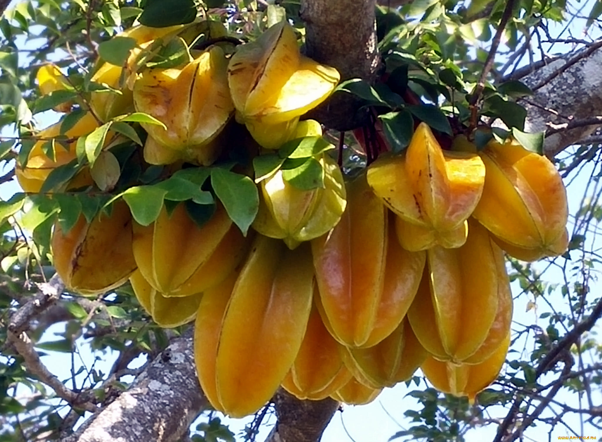 carambola, природа, плоды, карамбола