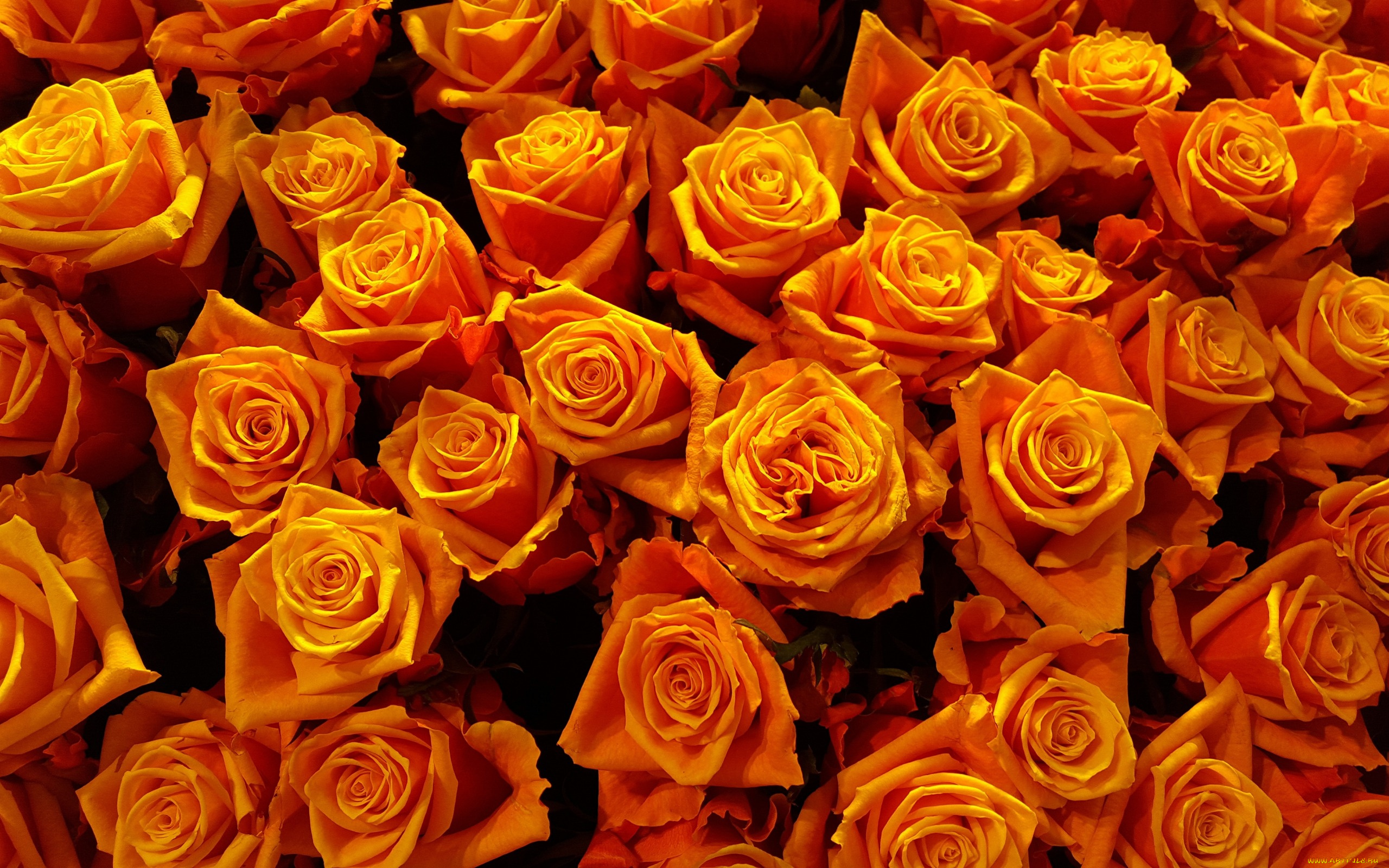 цветы, розы, много, оранжевые, яркие, роза, лепестки, золотые, желтые, бутоны
