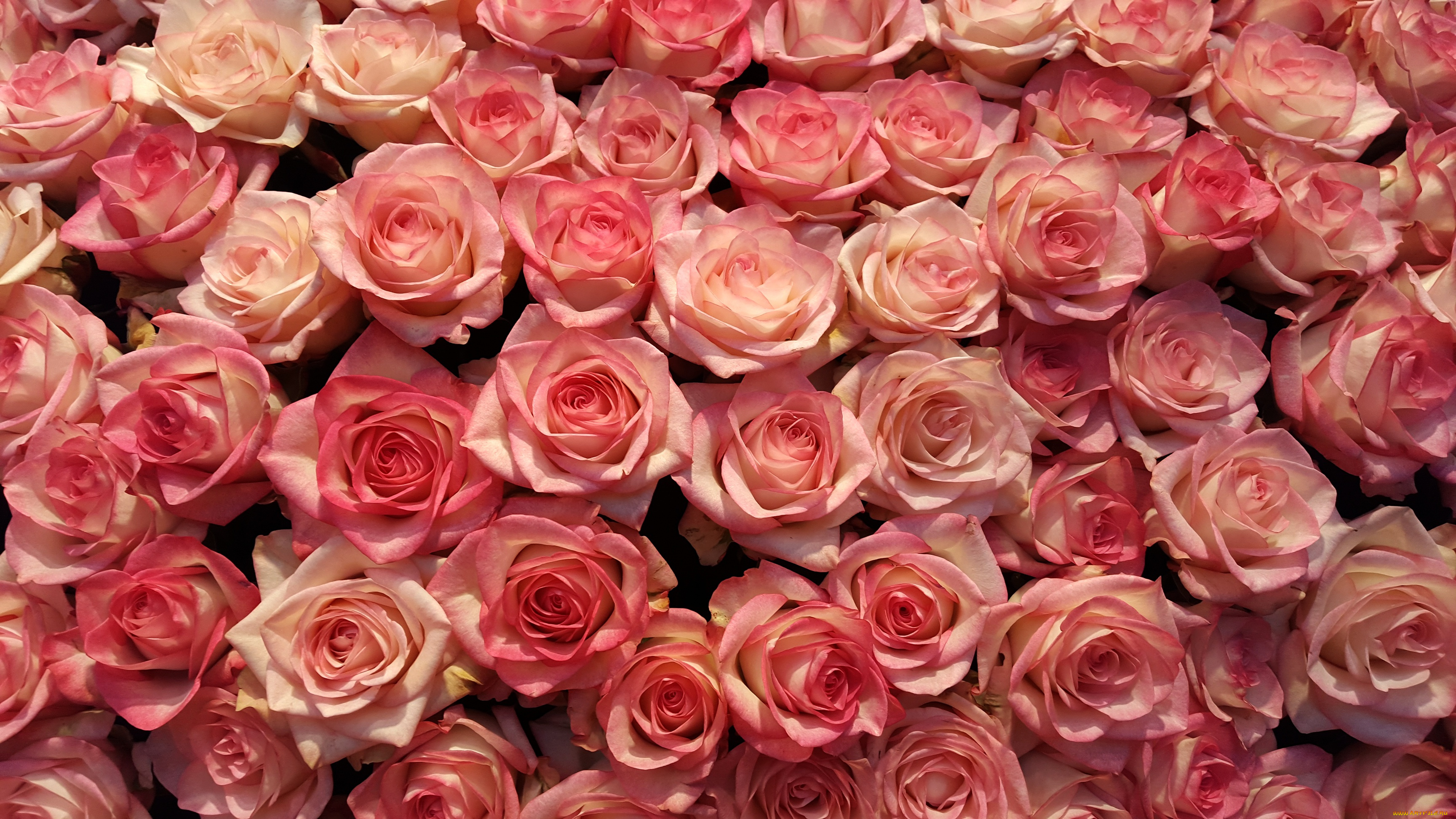 цветы, розы, бутоны, роза, много, лепестки, розовые
