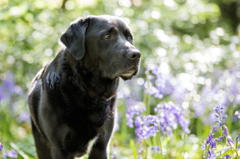 Картинка животные собаки собака окрас цветы взгляд