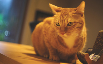 Картинка животные коты кошка стол рыжий кот