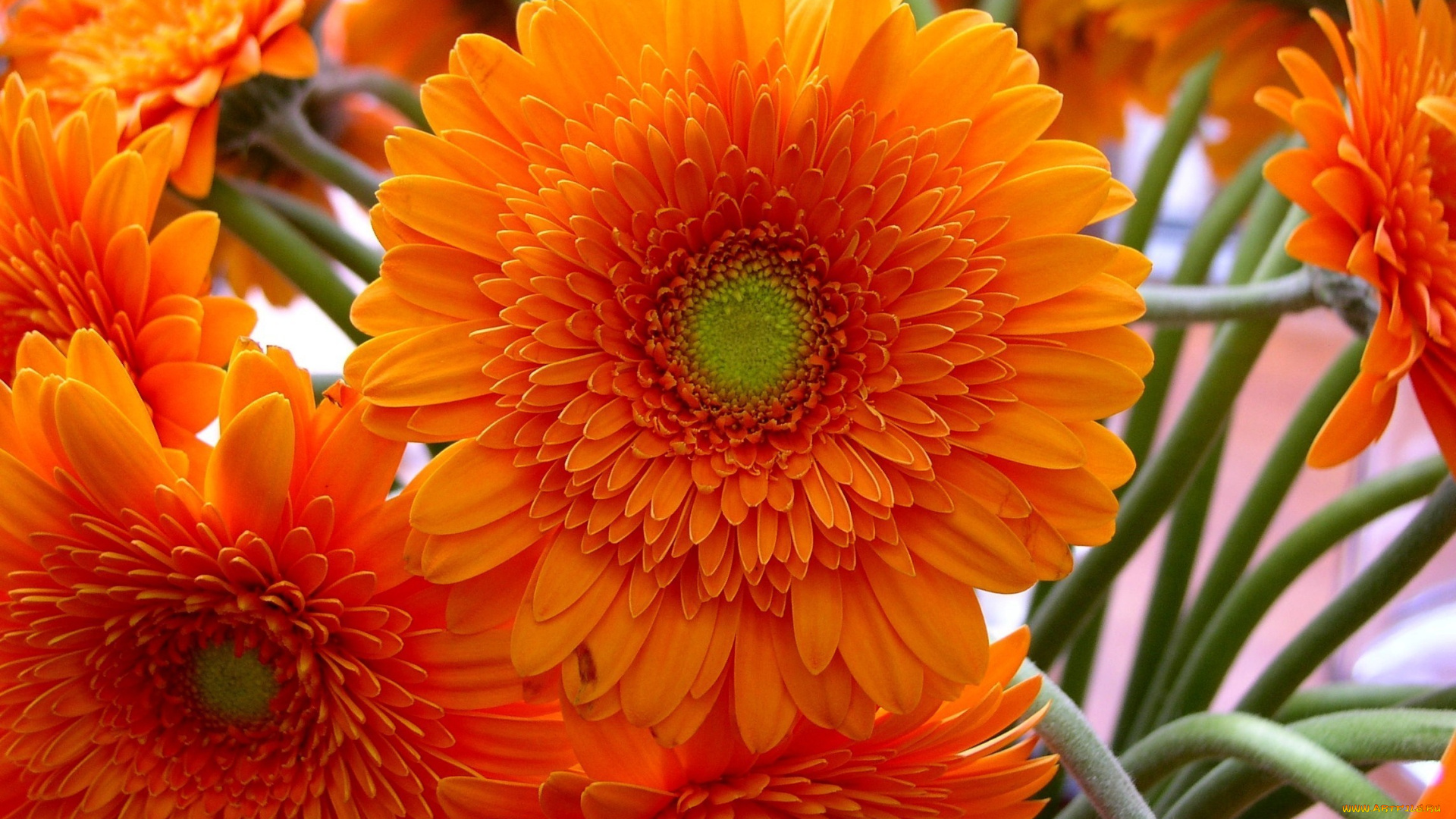 цветы, герберы, оранжевый