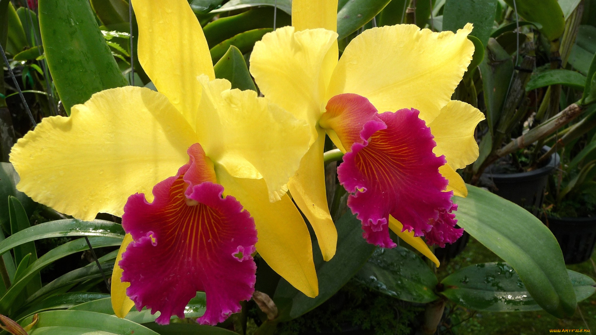 цветы, орхидеи, яркий, желтый