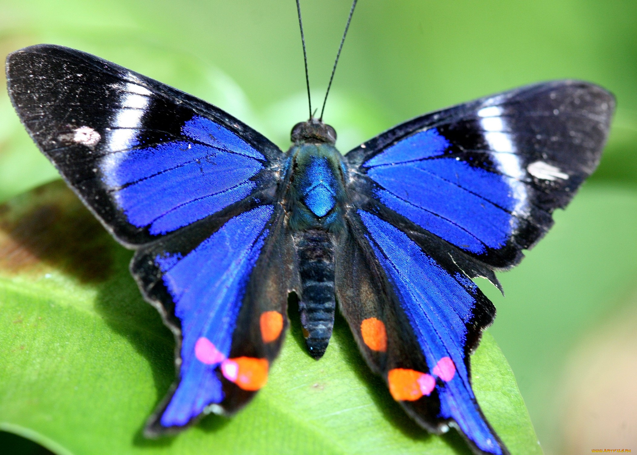 животные, бабочки, крылья, большой, синий