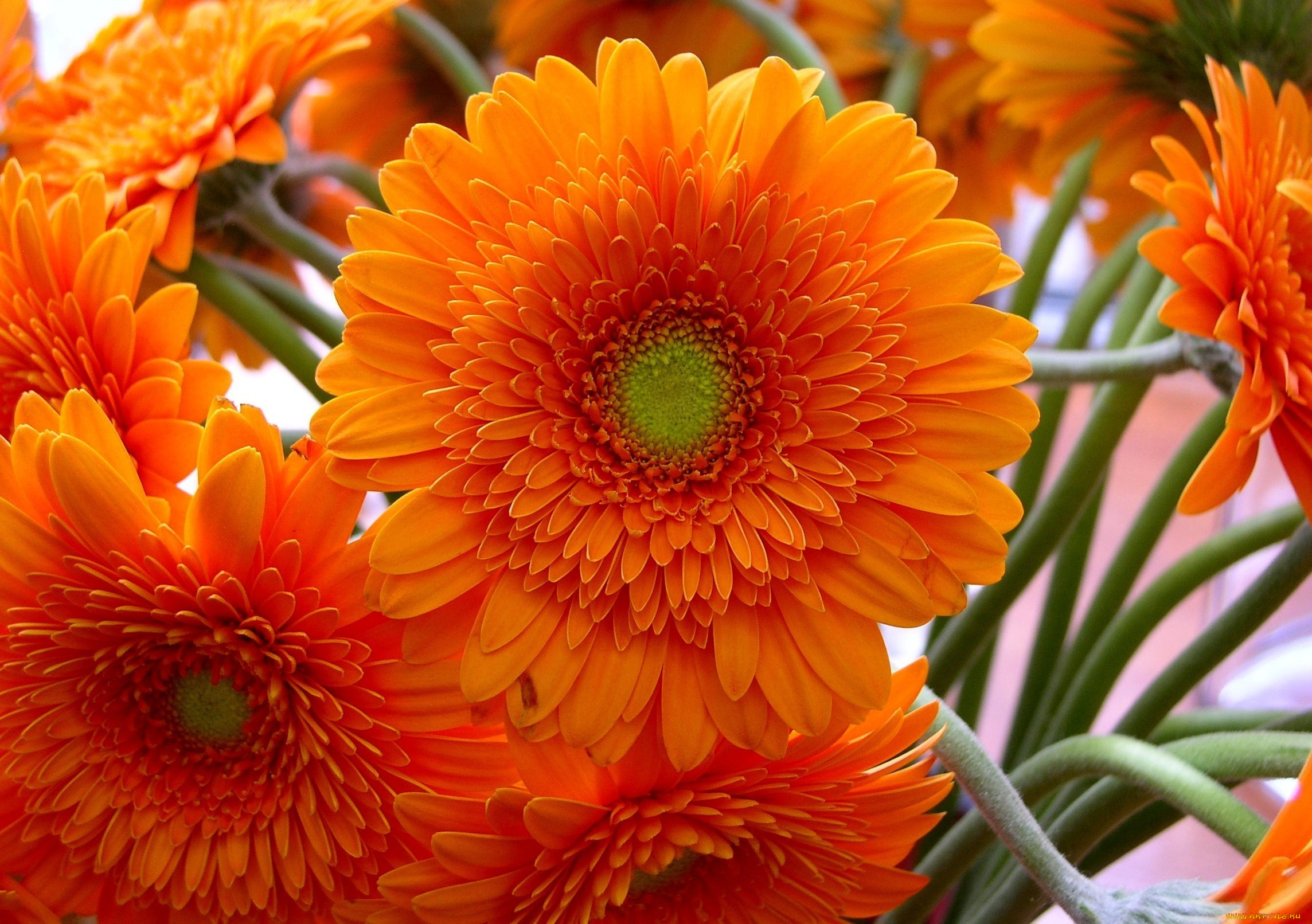 цветы, герберы, оранжевый