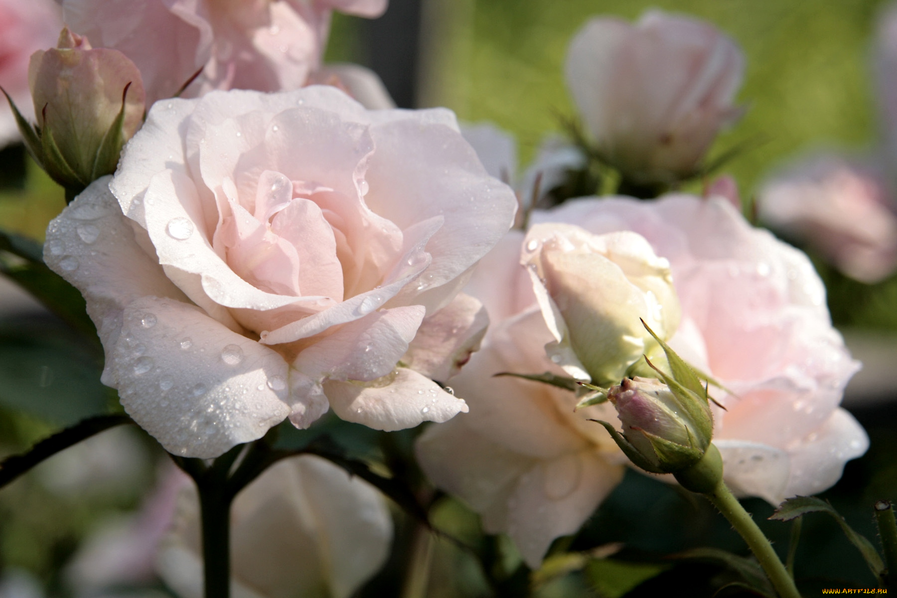 цветы, розы, капли, бледно-розовый