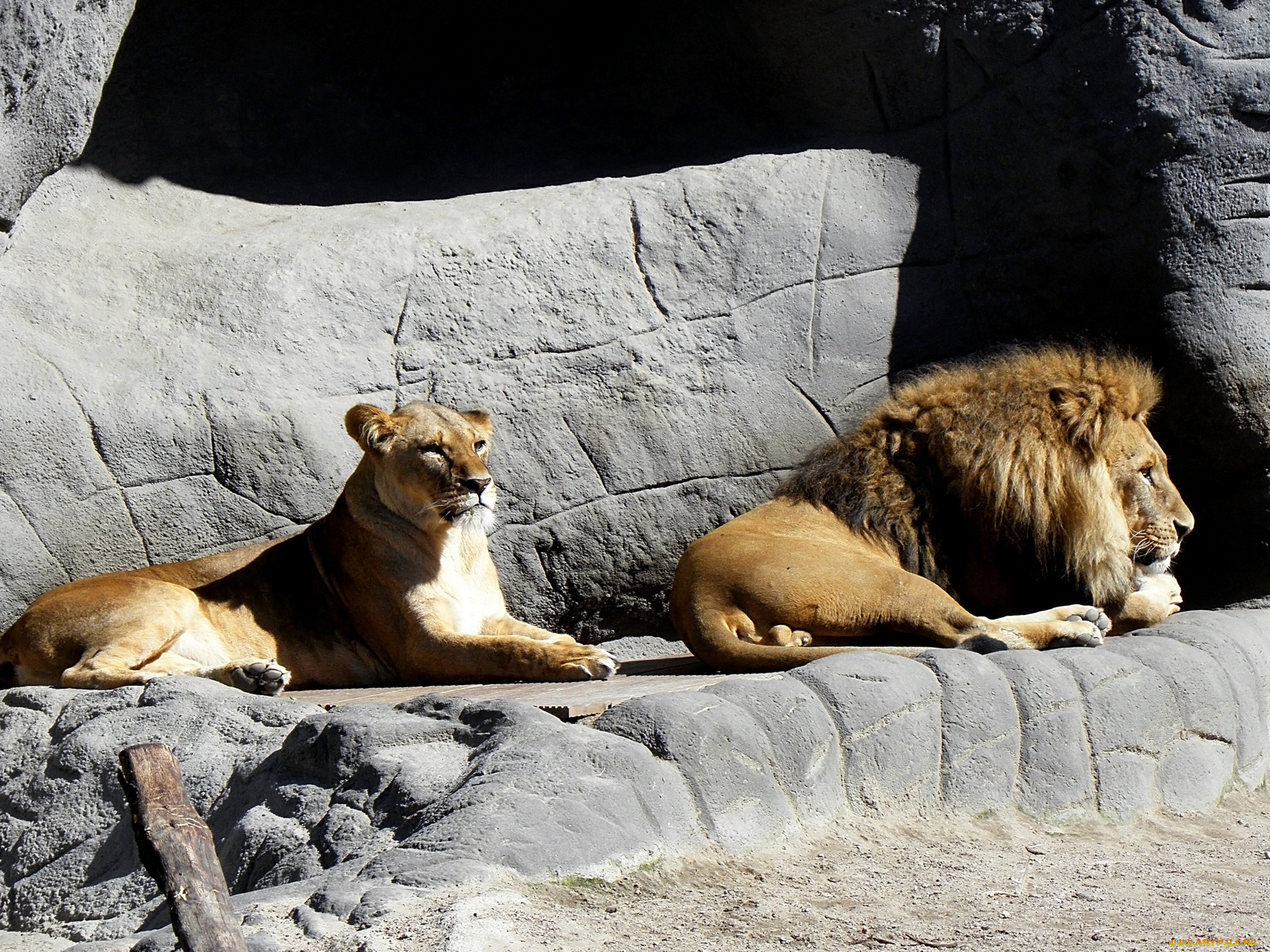 животные, львы, зоопарк