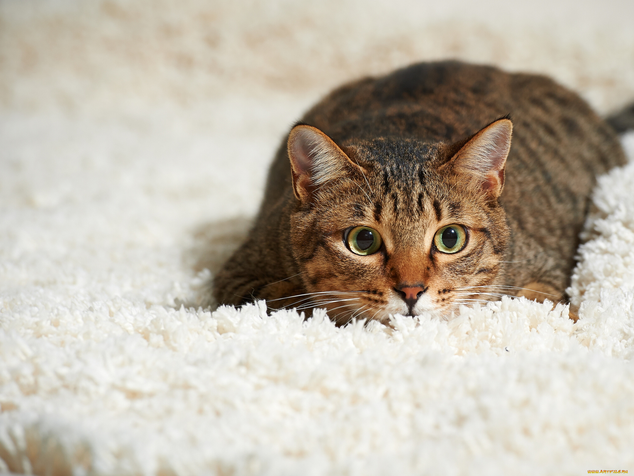 Кот на ковре без смс