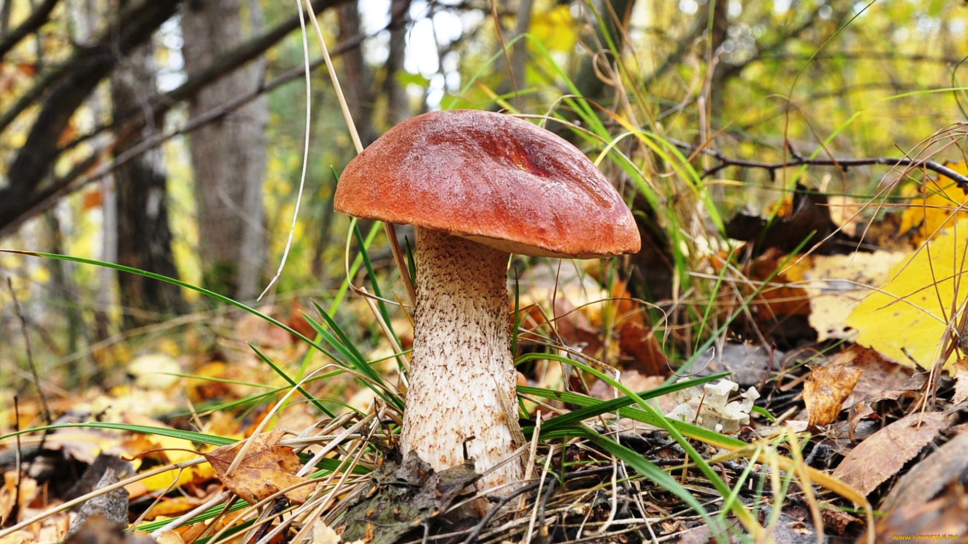 природа, грибы, красавец