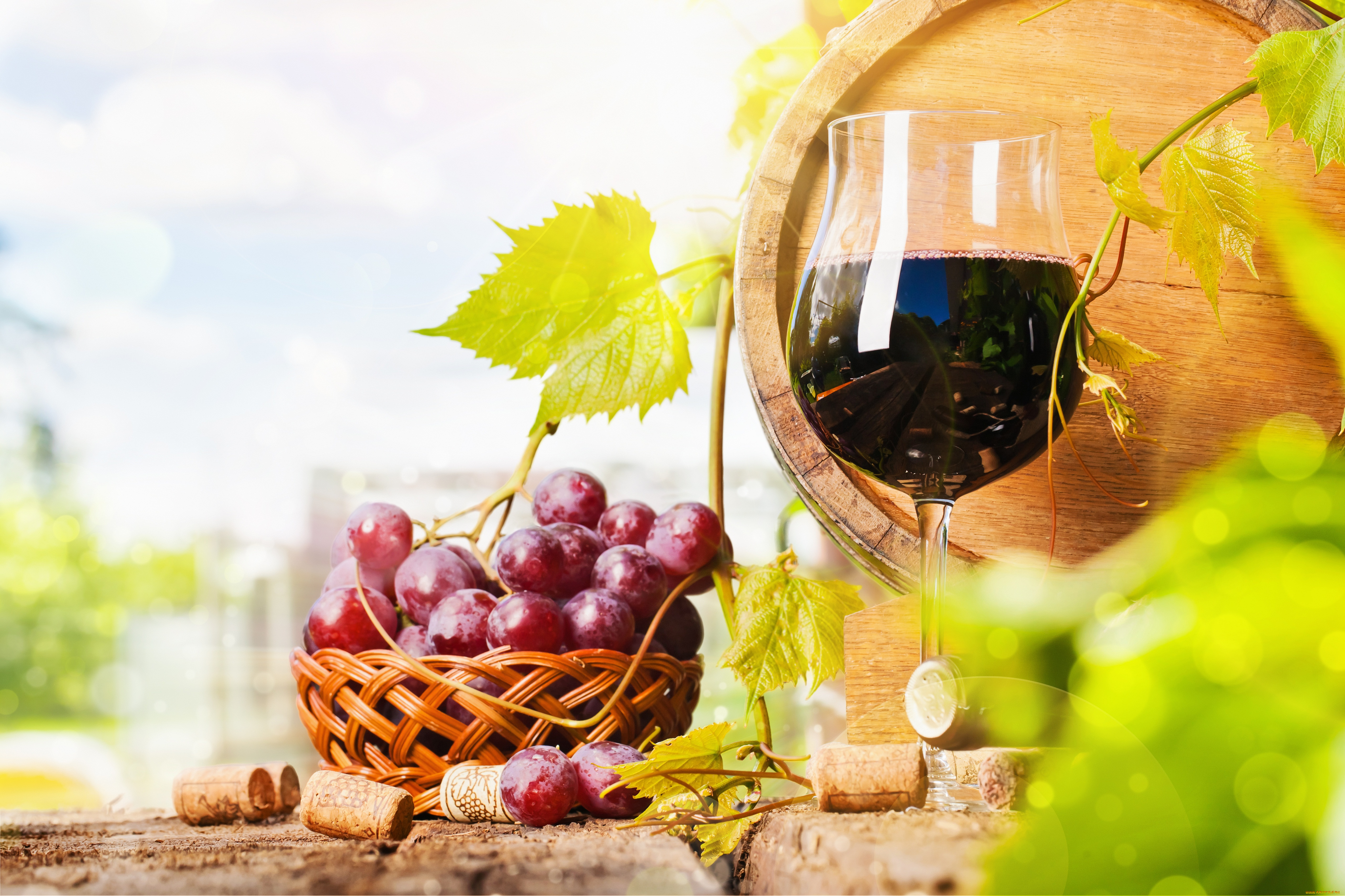 еда вино виноград природа солнце облака без смс