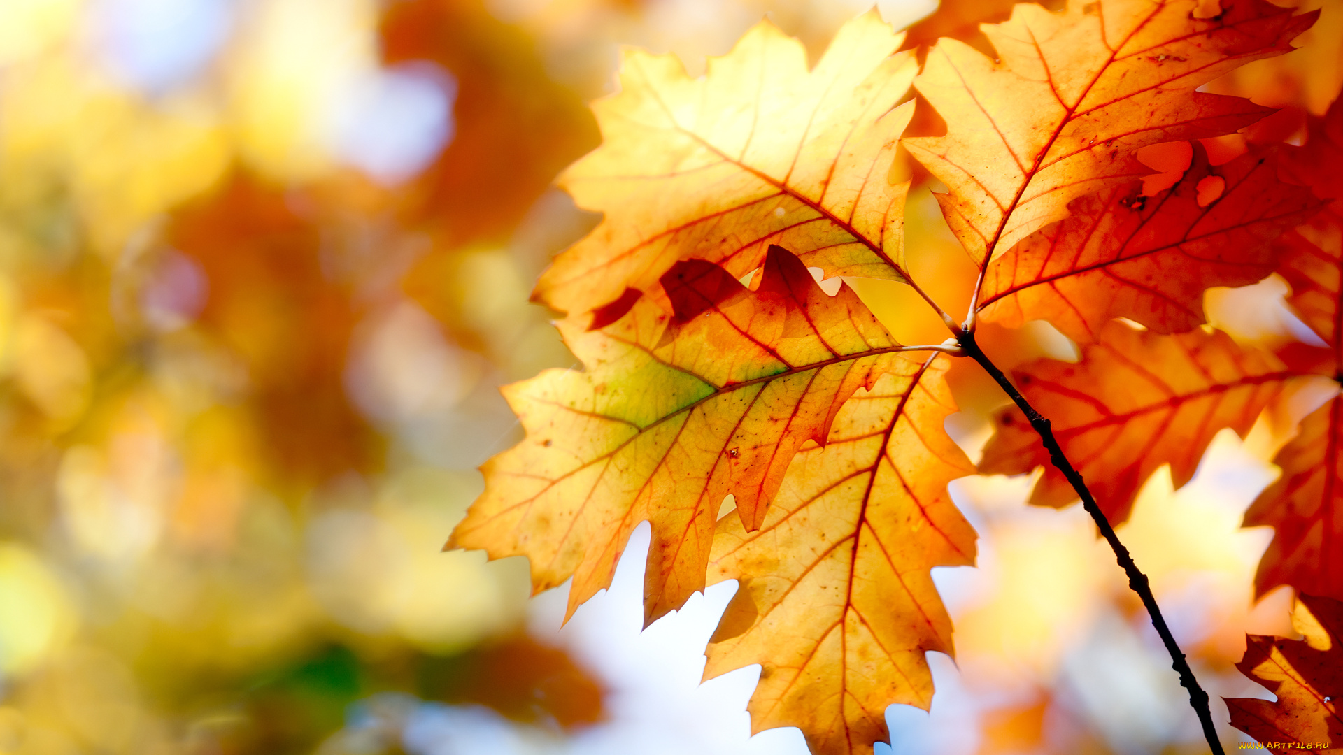 природа, листья, осень, боке, краски, nature, autumn, leaves, bokeh, colors