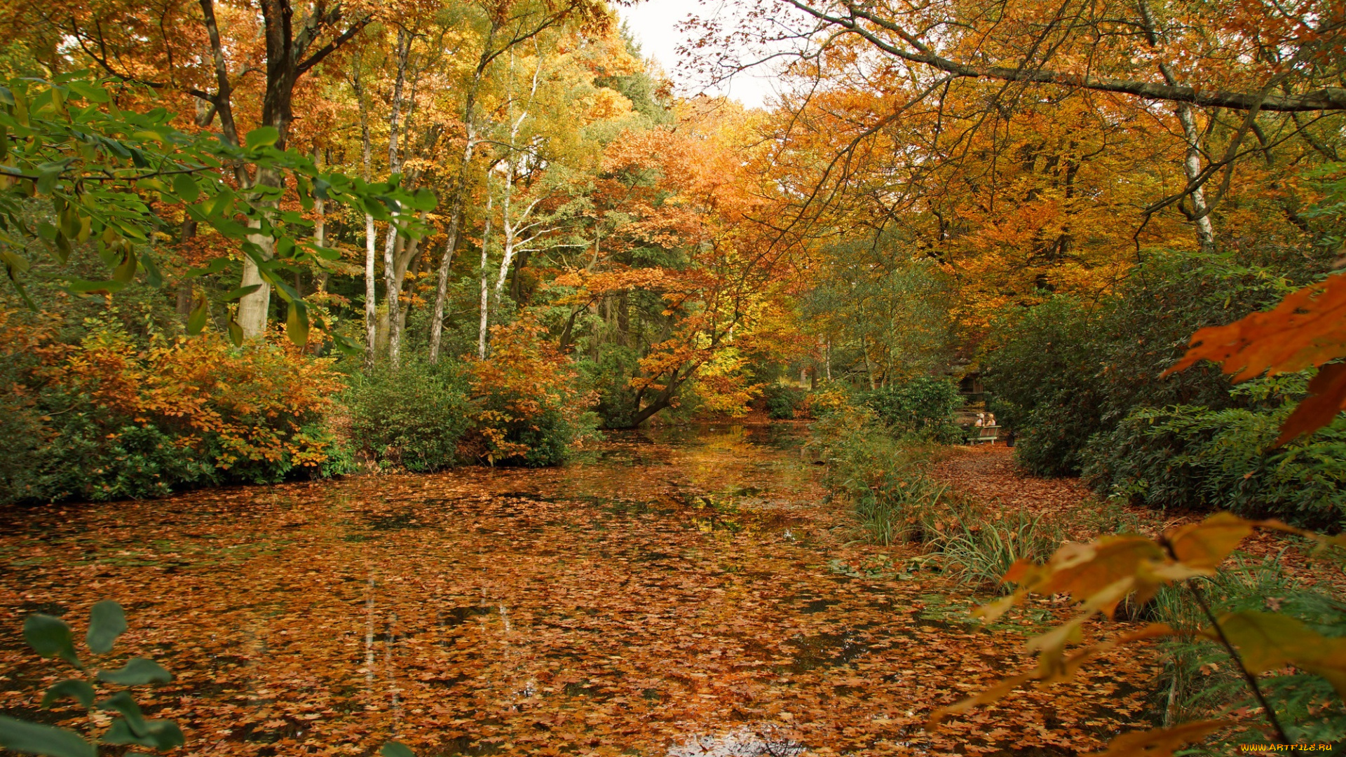 природа, парк, осень, листва, река, лес