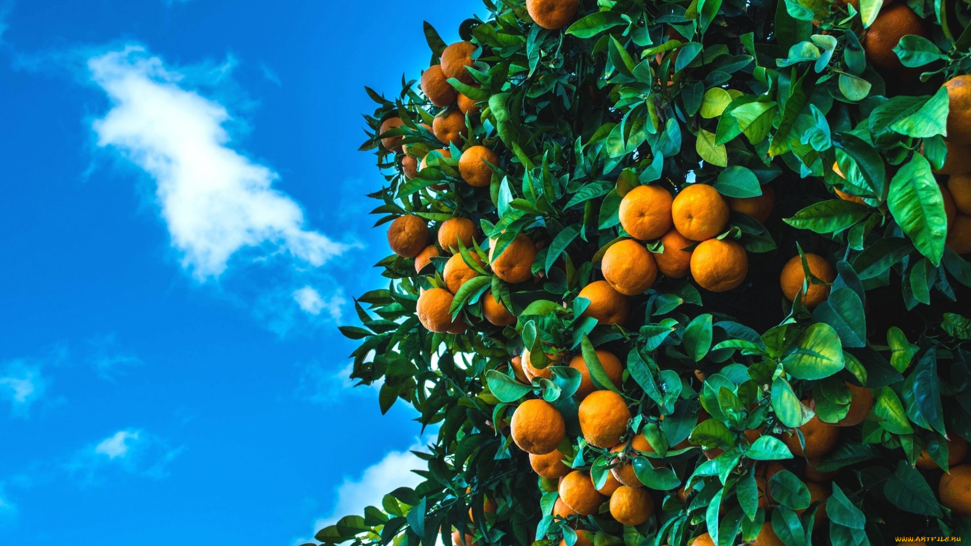 природа, плоды, мандарины, дерево, цитрусы, фрукты, небо