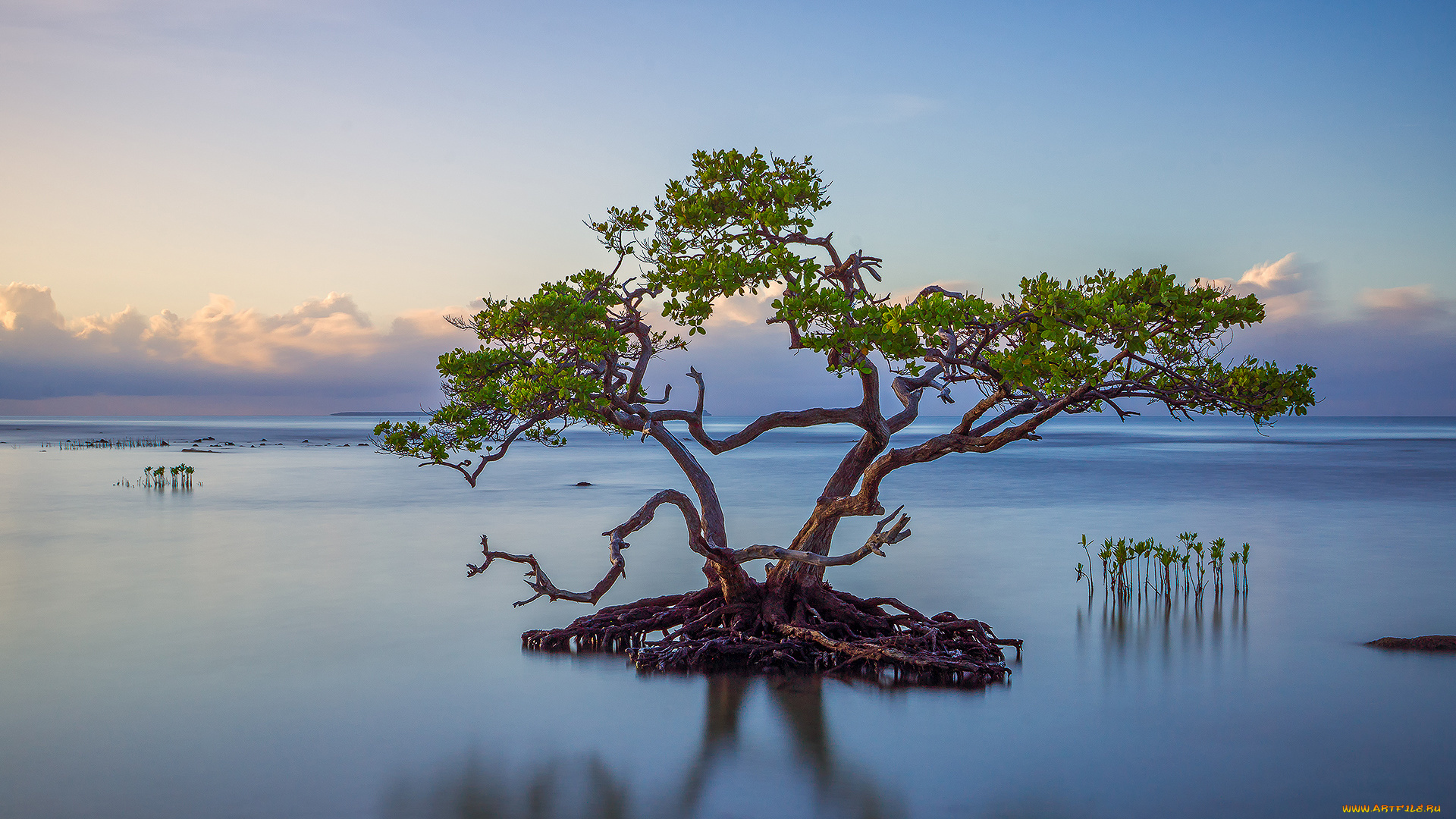 природа море деревья nature sea trees загрузить