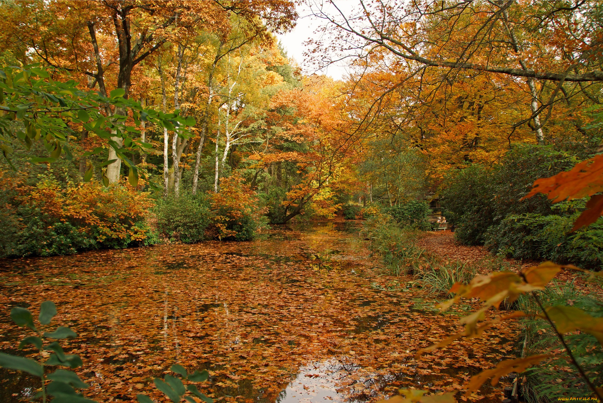природа, парк, осень, листва, река, лес