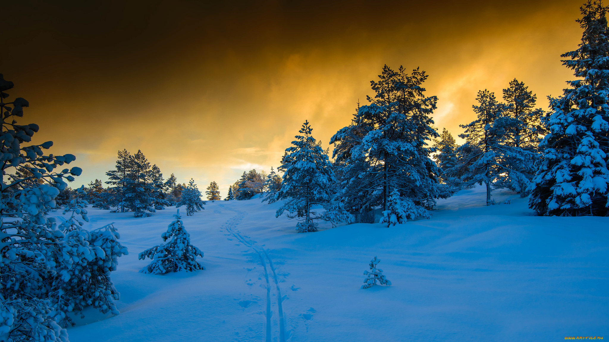 природа, зима, деревья, снег, облака, свет