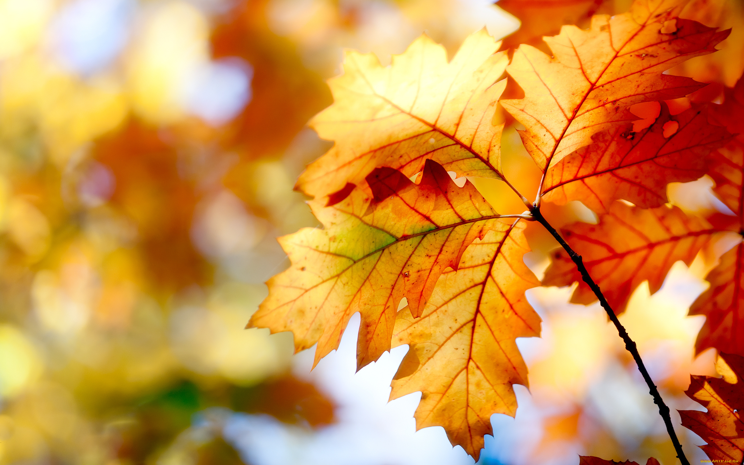 природа, листья, осень, боке, краски, nature, autumn, leaves, bokeh, colors