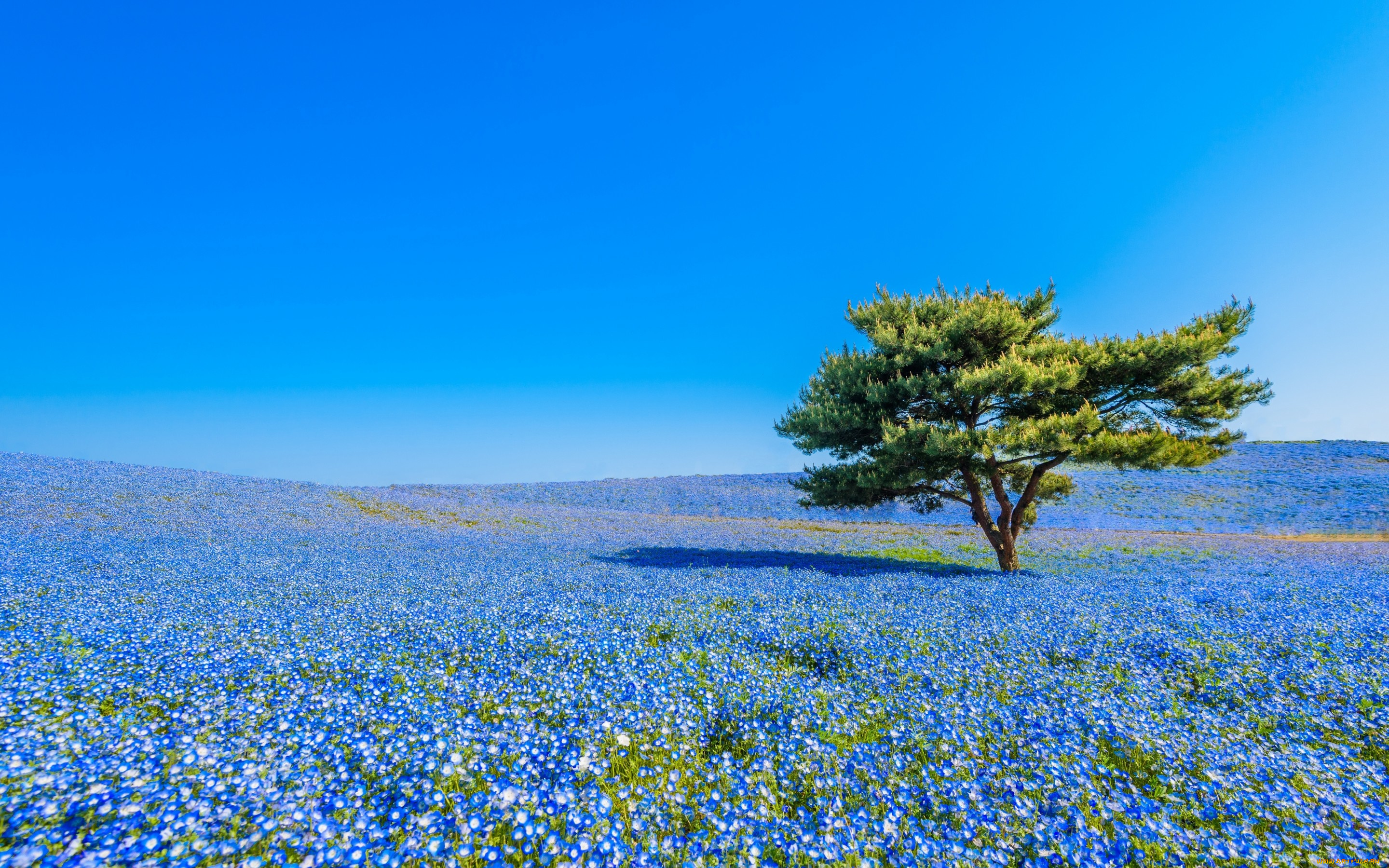 природа, деревья, hitachinaka, hitachi, seaside, park, немофила, Япония, луг, цветы, хитатинака, дерево, национальный, приморский, парк, хитачи, japan