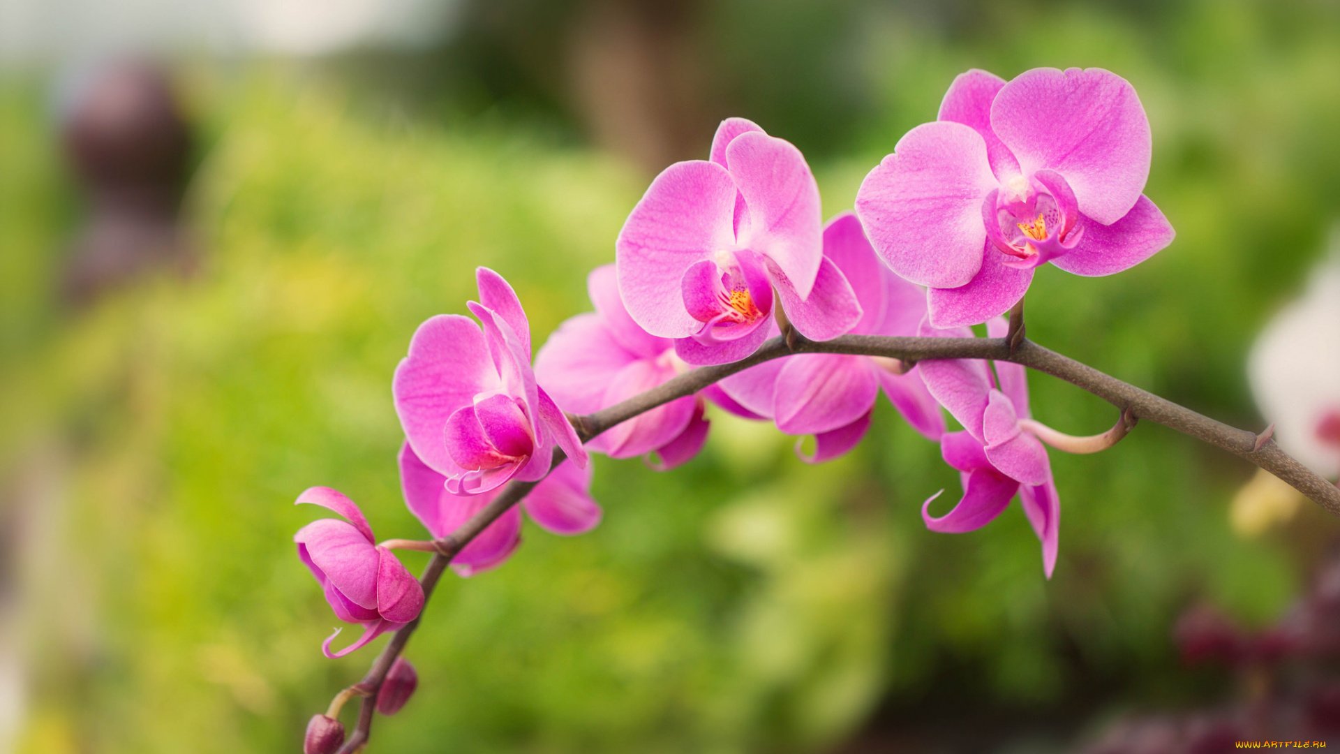 цветы, орхидеи, орхидея, яркая, лепестки, цветение, orchid, bright, petals, bloom