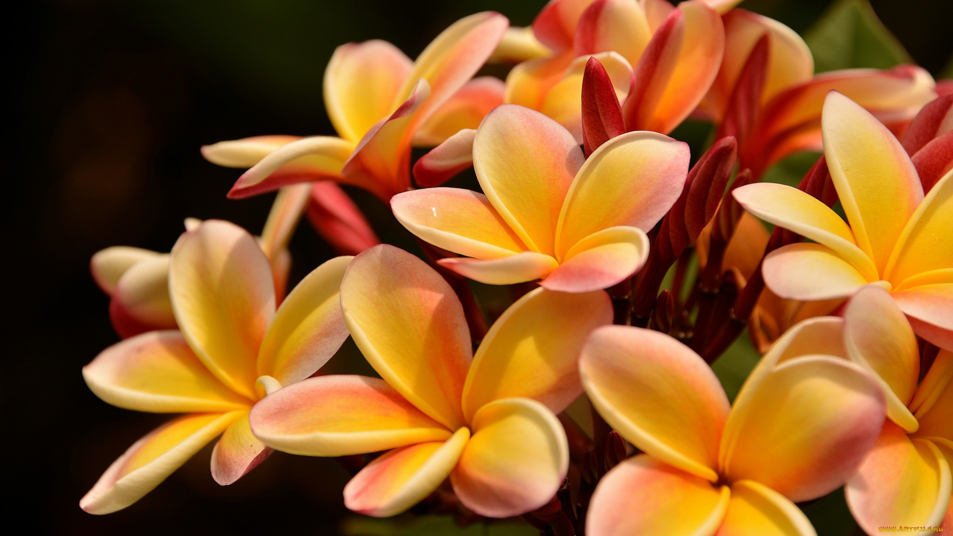 цветы, плюмерия, лепестки, листья, branch, leaves, plumeria, petals, цветение, ветка, flowering