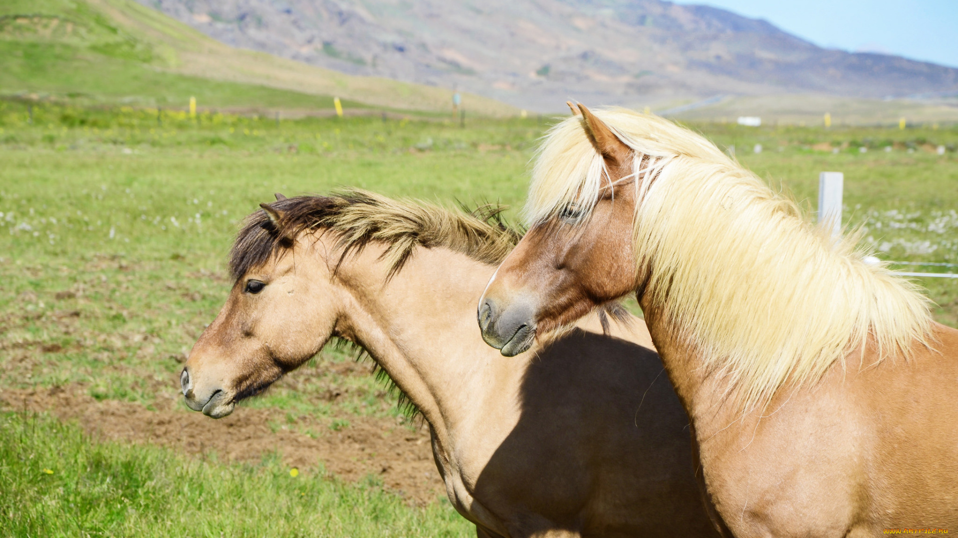 животные, лошади, handsome, животное, красавцы, horse, animal