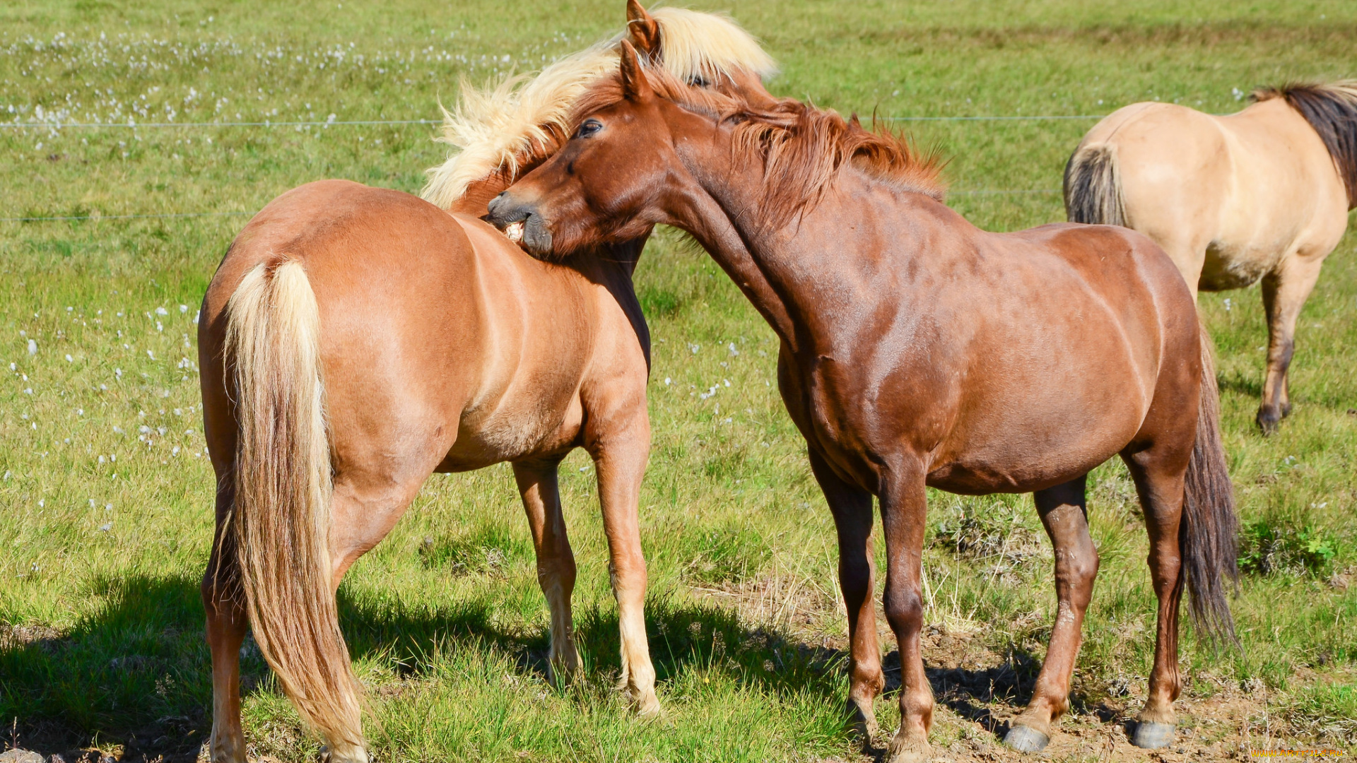 животные, лошади, животное, handsome, horse, animal, красавцы