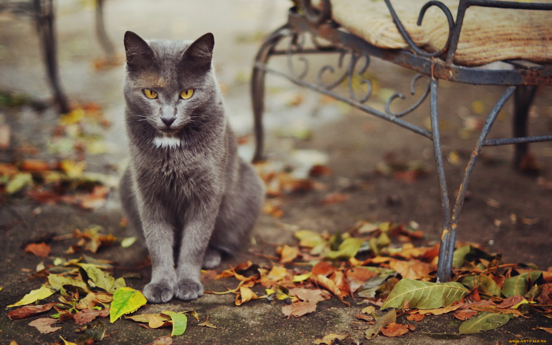 животные, коты, скамья, листва