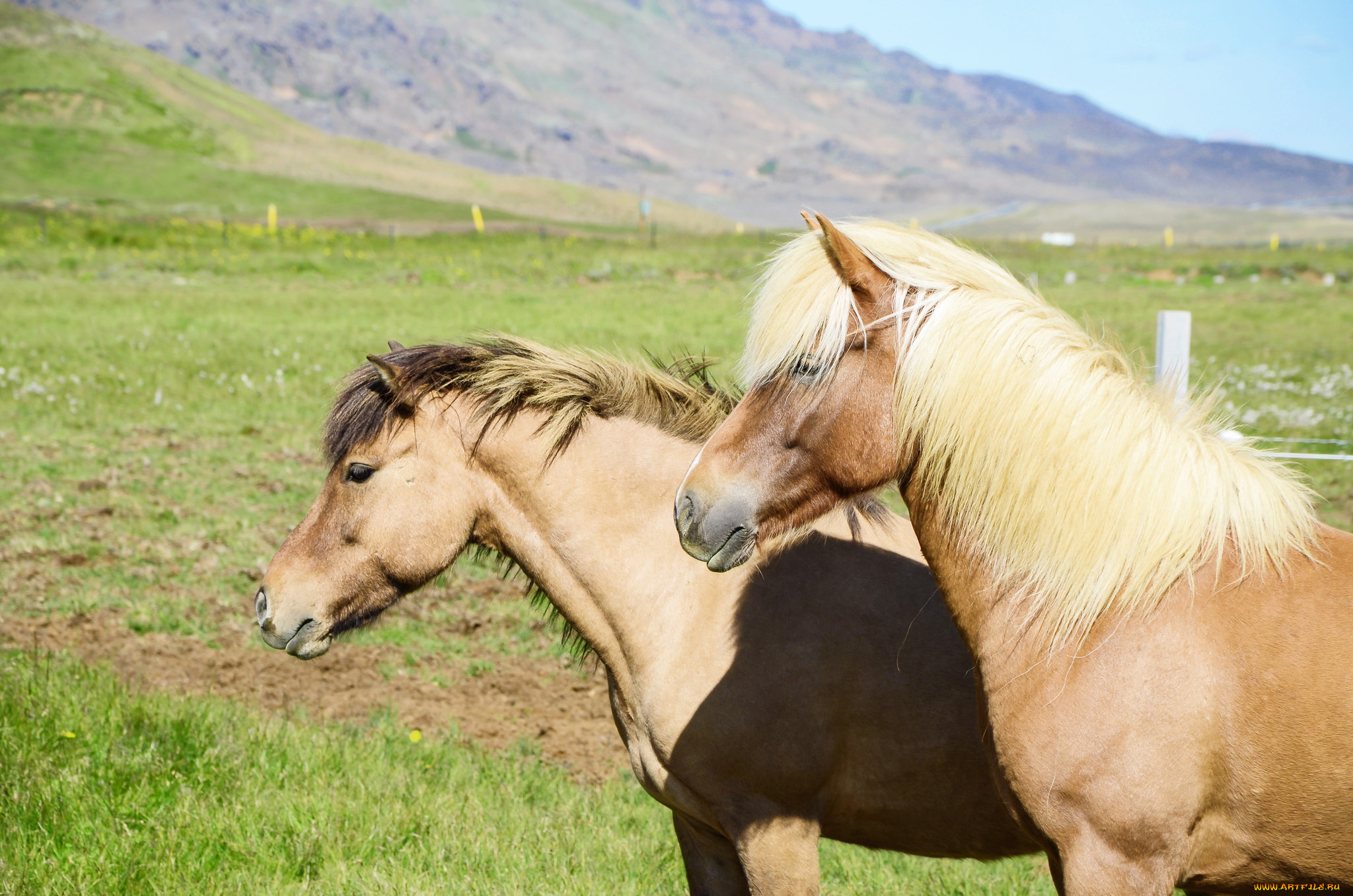 животные, лошади, handsome, животное, красавцы, horse, animal