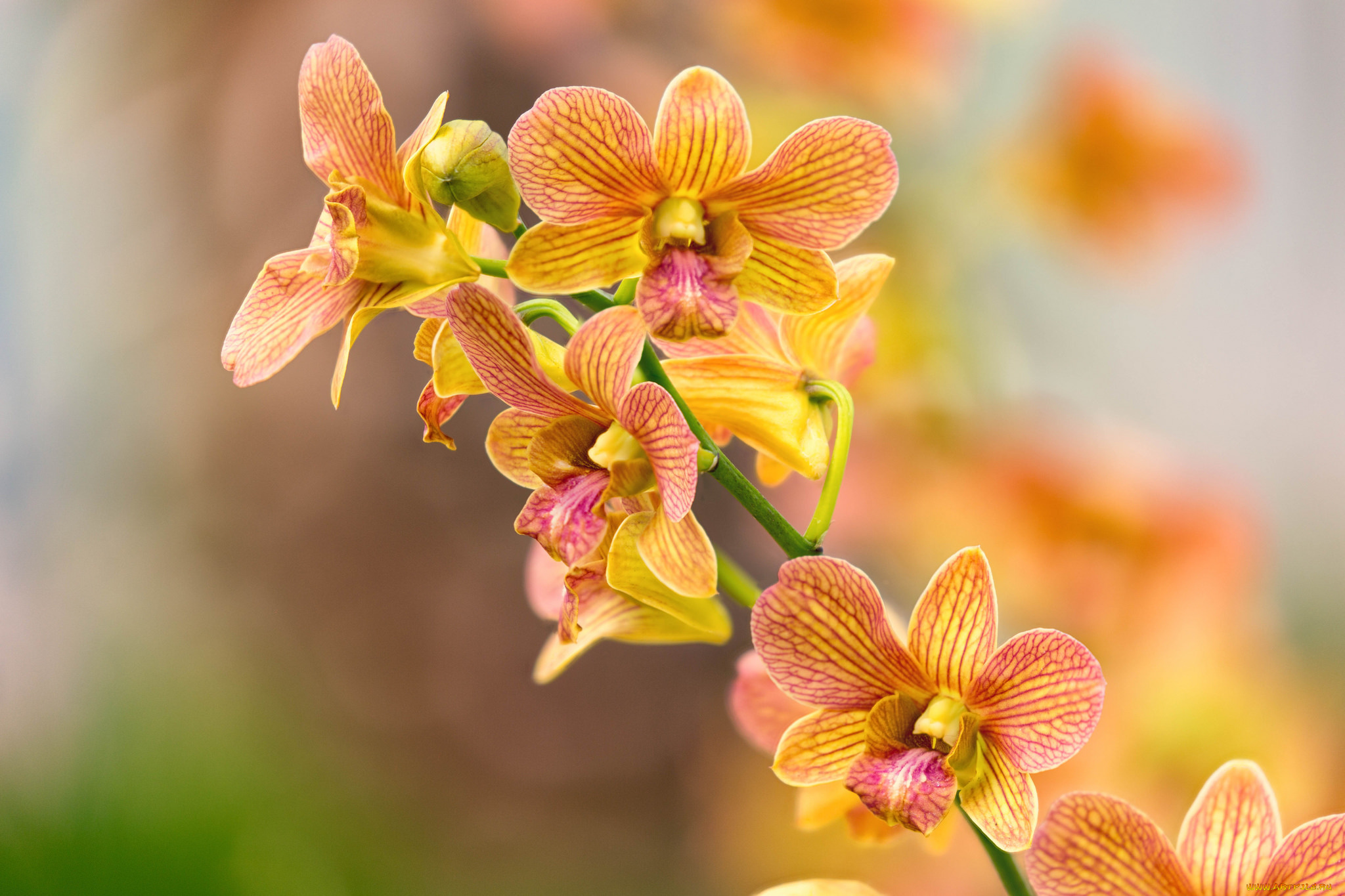цветы, орхидеи, цветение, orchids, flowering, flowers