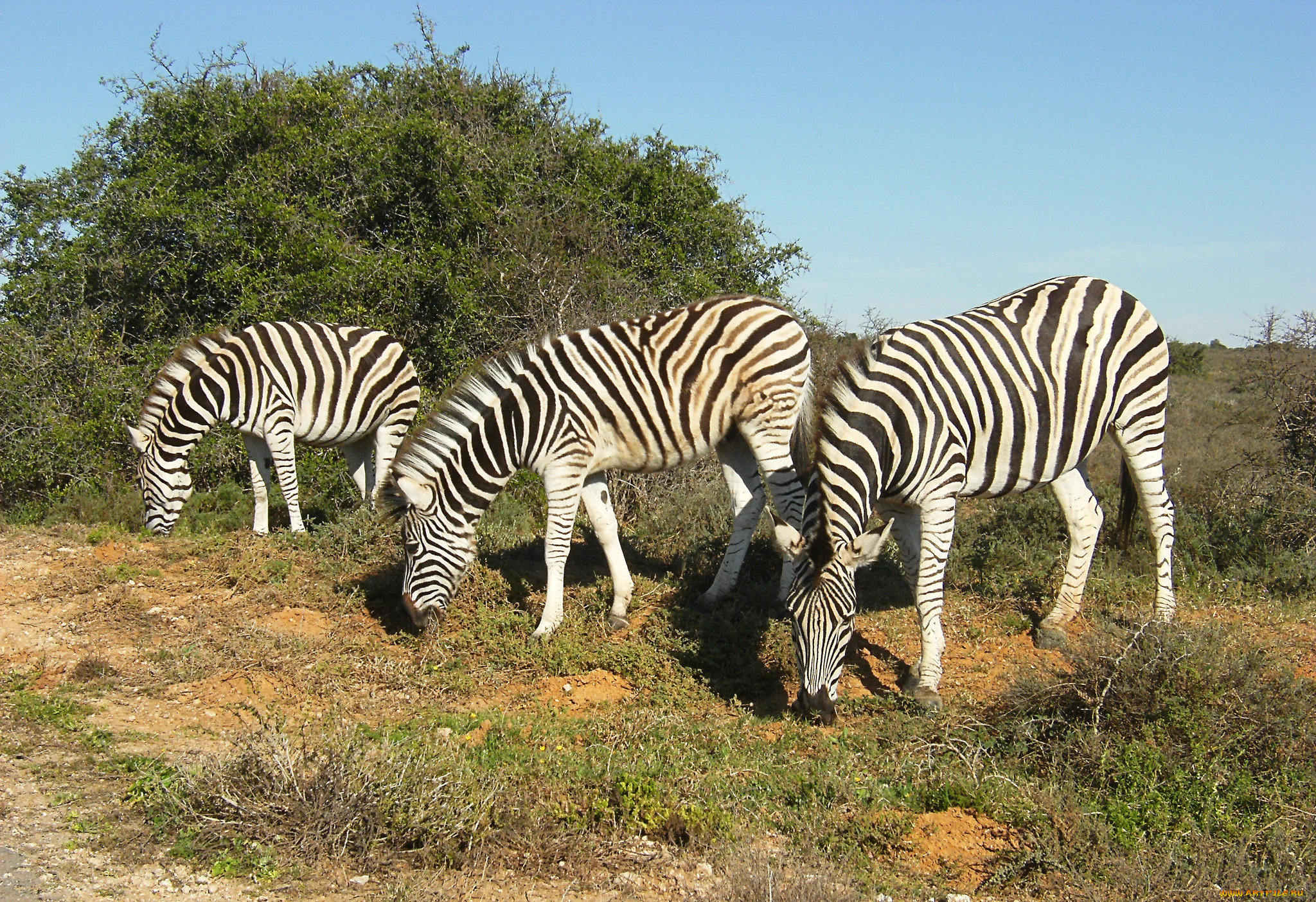 животные, зебры, дикая, природа, зелень, кусты, пара, парнокопытные, кения, две, зебра, растительность, африка
