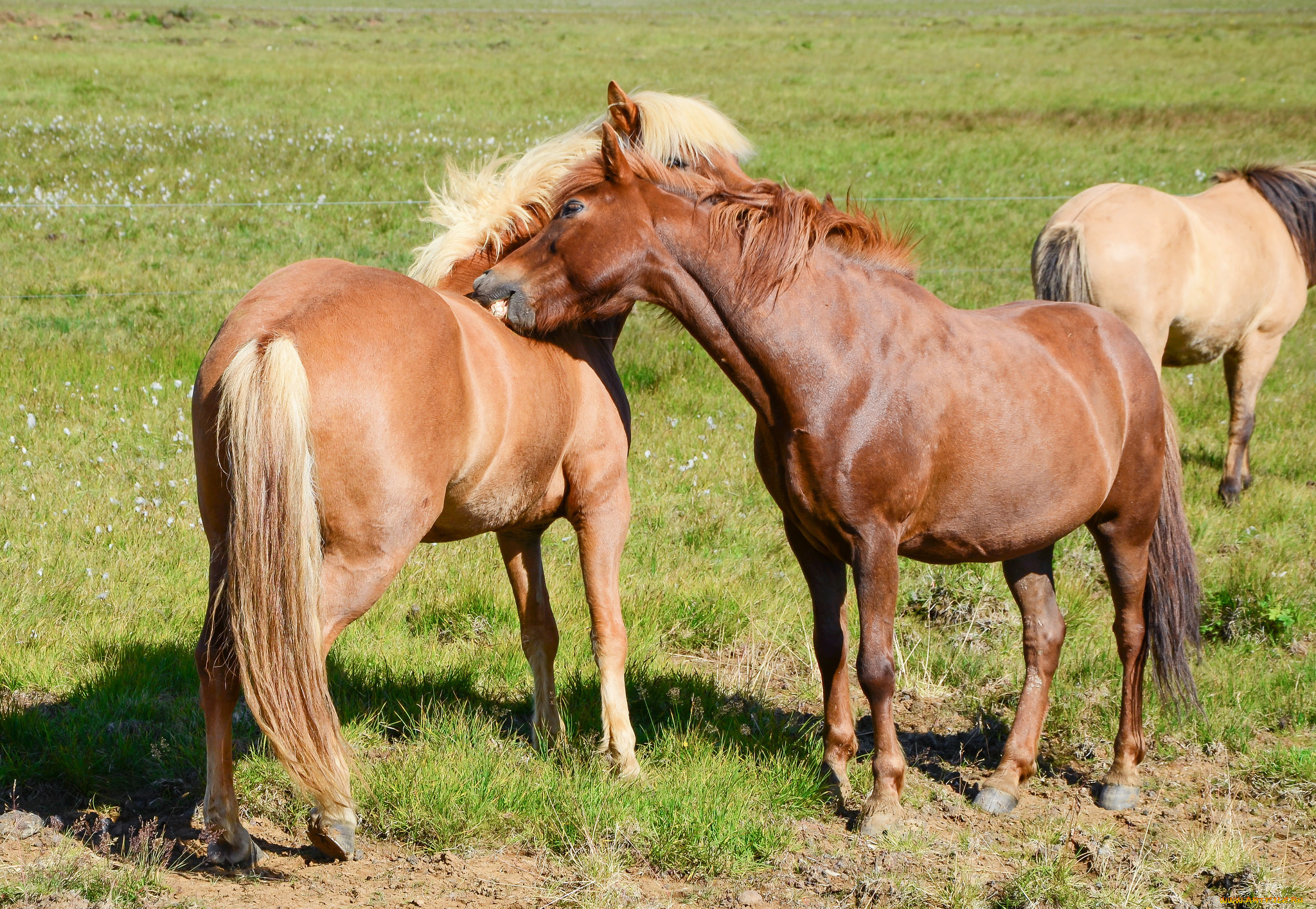 животные, лошади, животное, handsome, horse, animal, красавцы