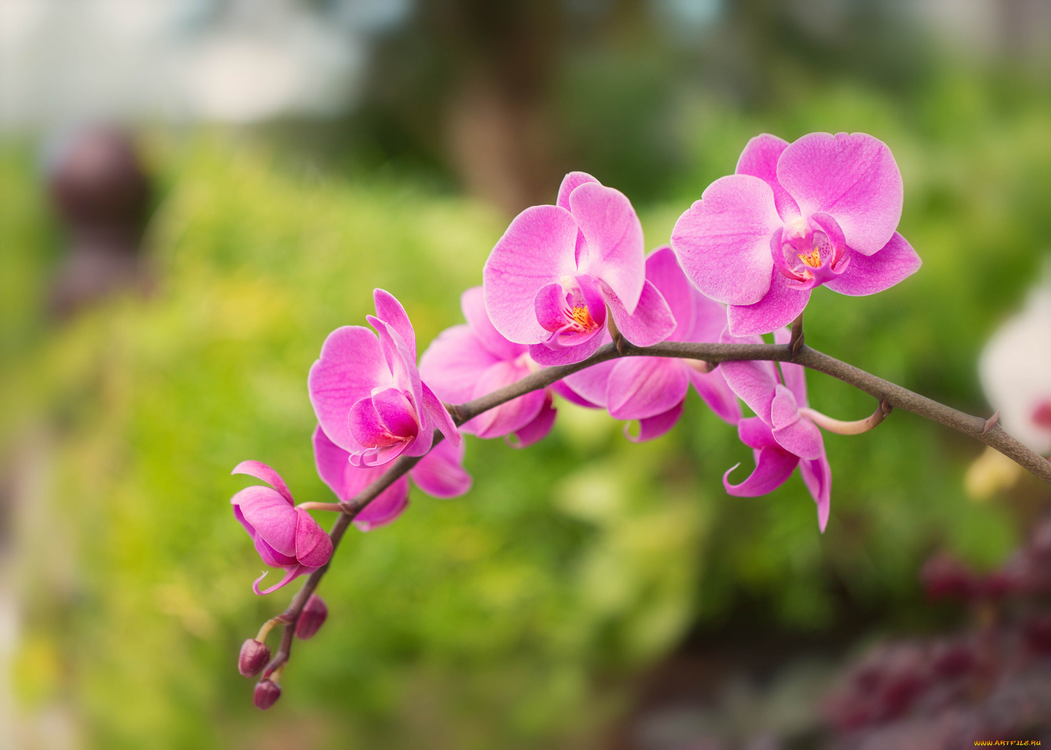 цветы, орхидеи, орхидея, яркая, лепестки, цветение, orchid, bright, petals, bloom