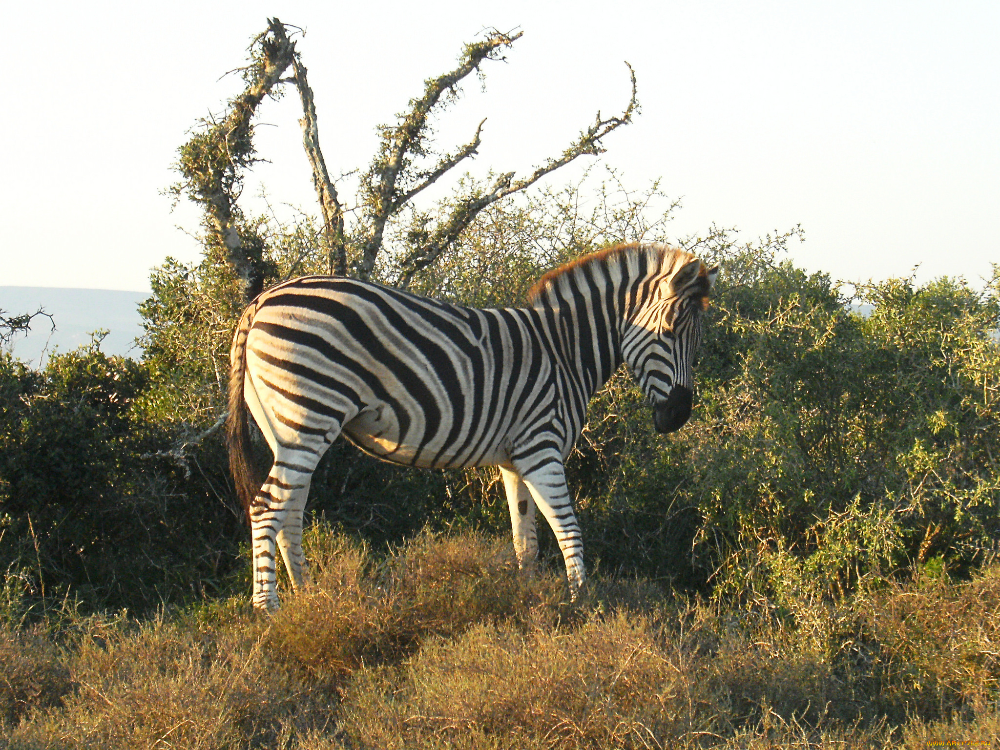 животные, зебры, растительность, зебра, пара, две, зелень, кения, дикая, природа, кусты, африка, парнокопытные