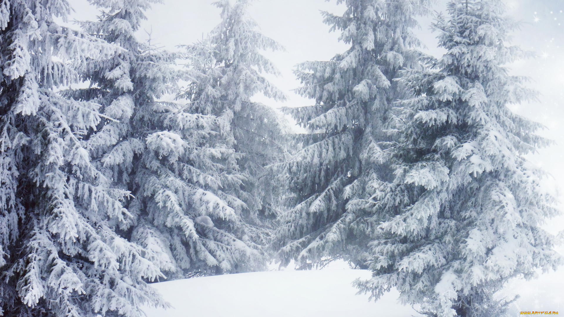природа, зима, деревья, снег, ель