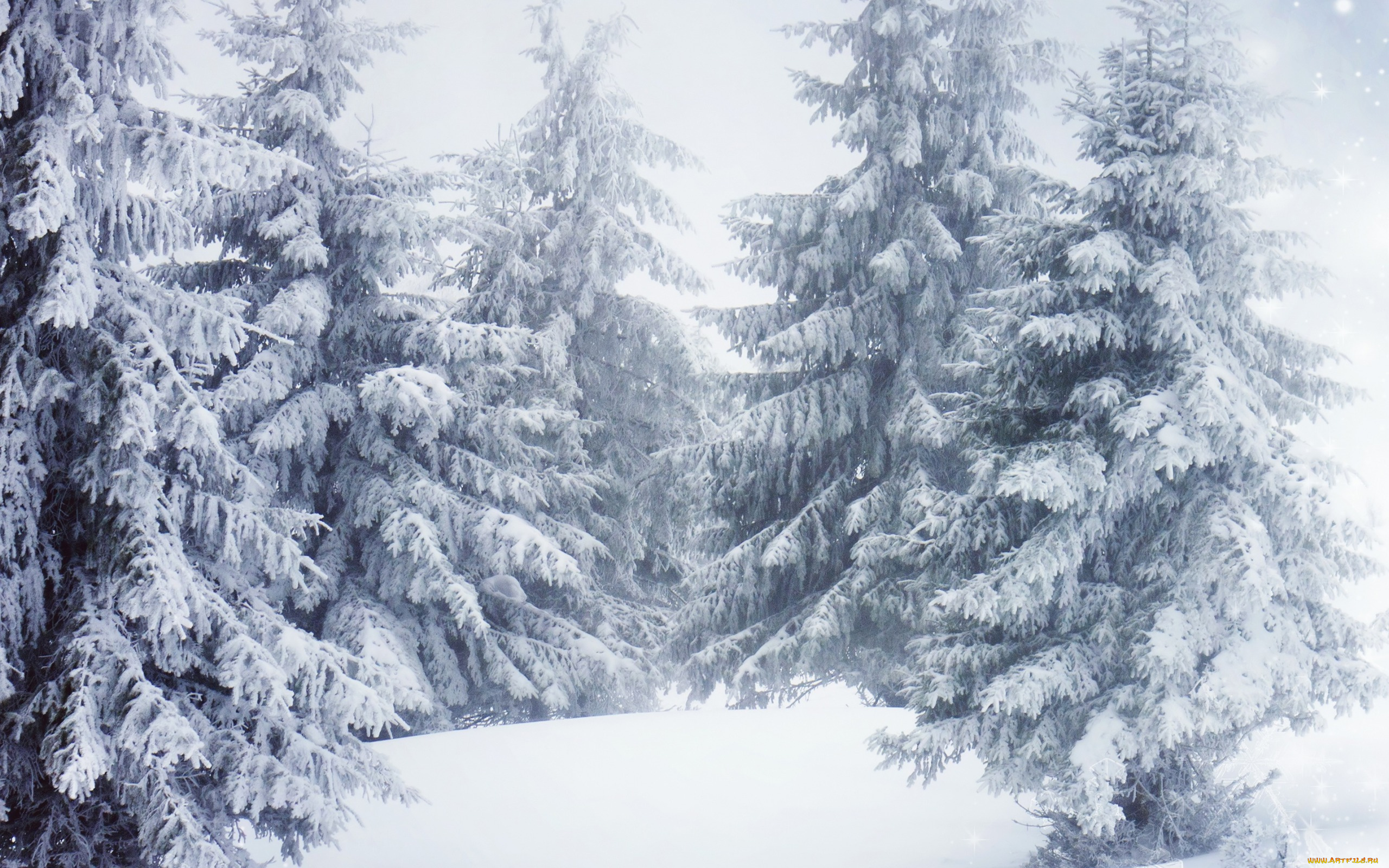 природа, зима, деревья, снег, ель