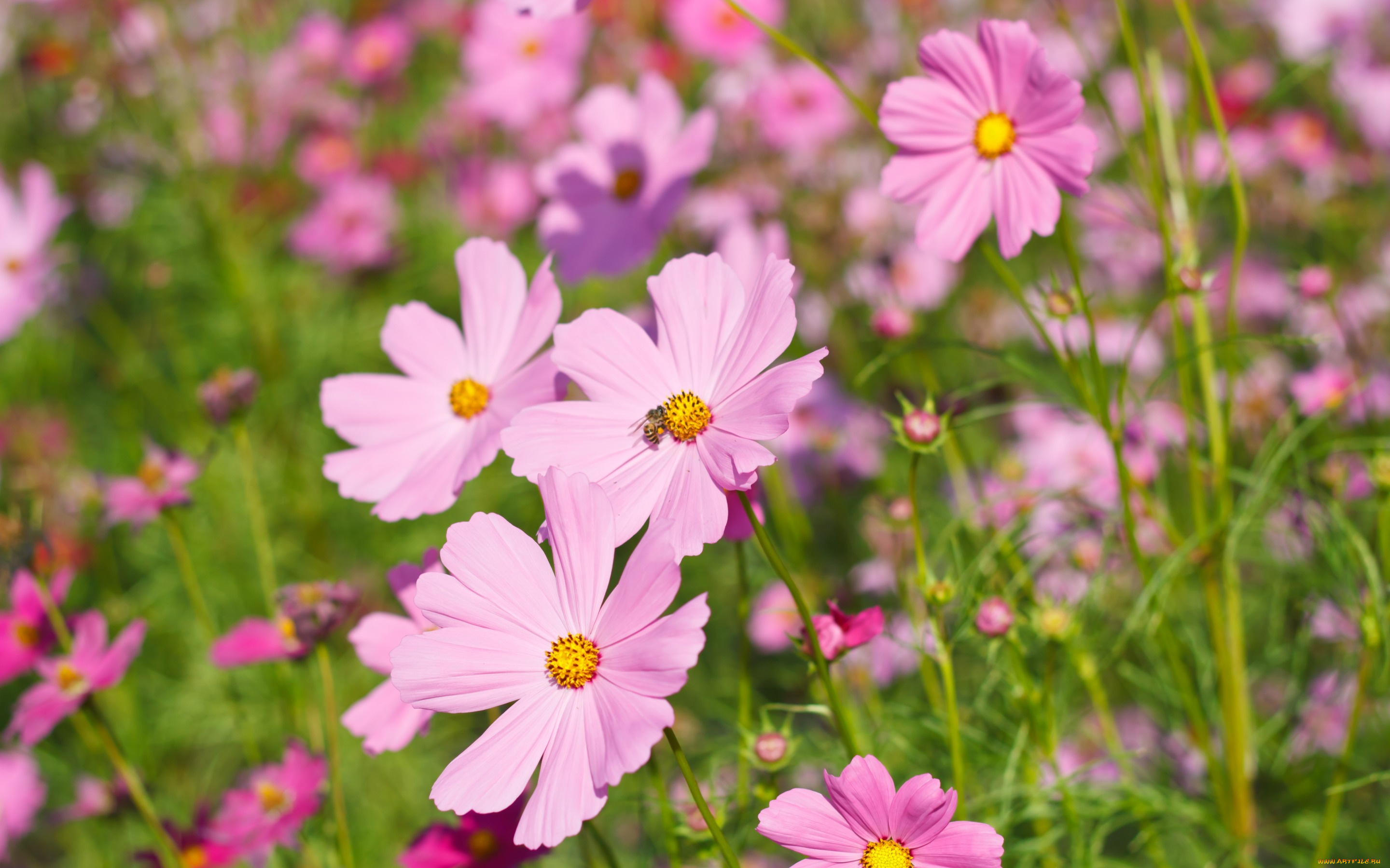 цветы, космея, cosmos, colorful, луг, розовые, meadow, field, summer, поле, pink, лето, flowers