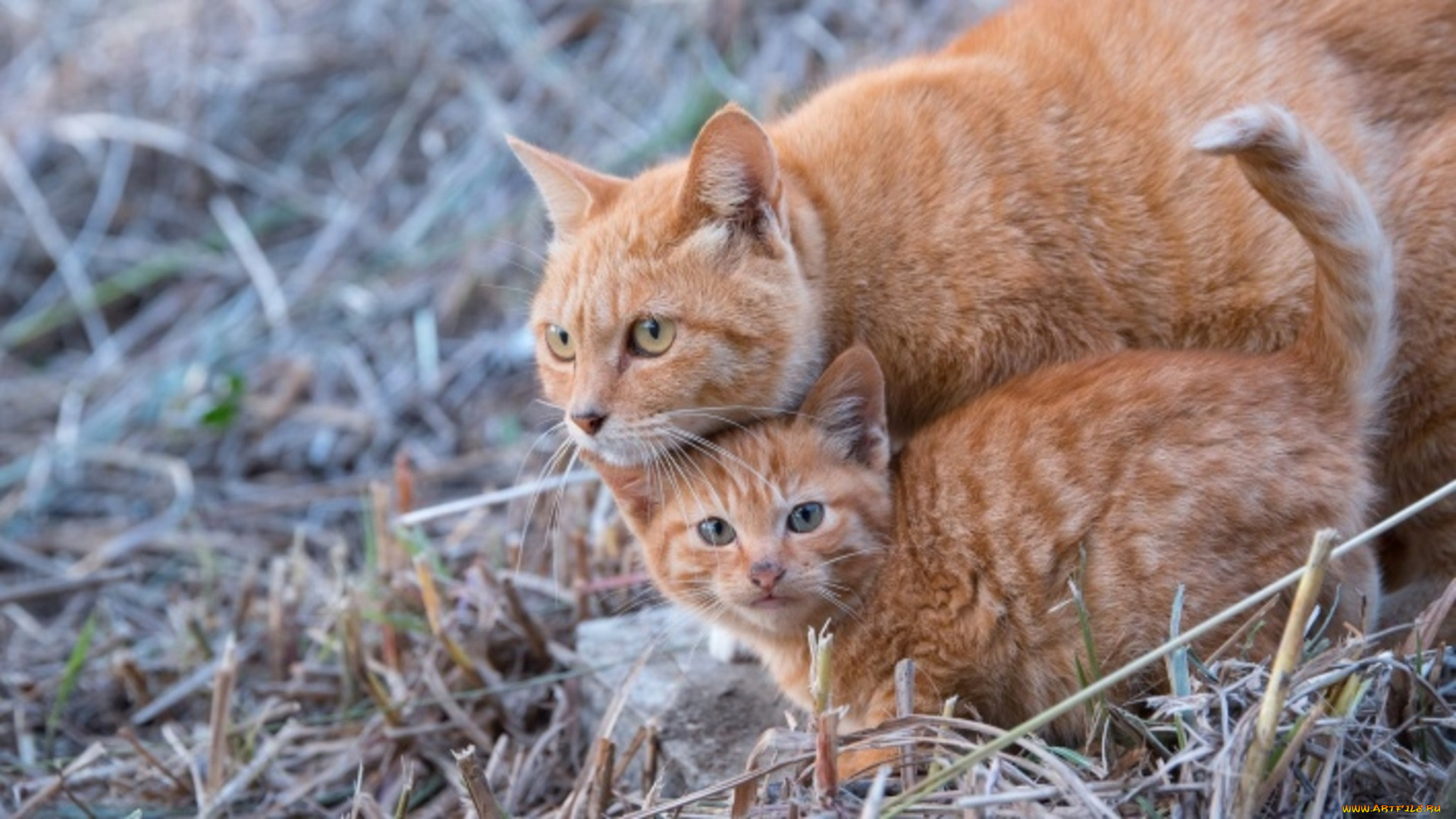 животные, коты, кот, кошка