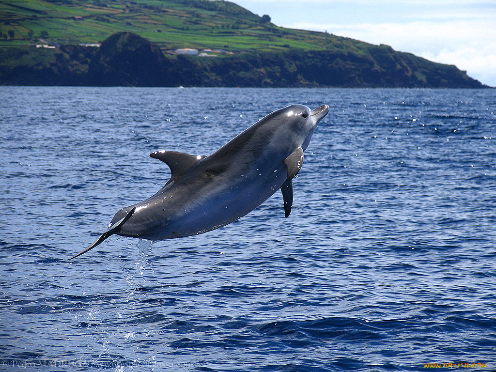 delfin, животные, дельфины