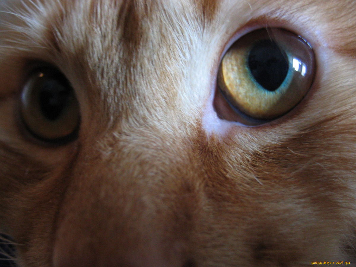 глаза, животные, коты