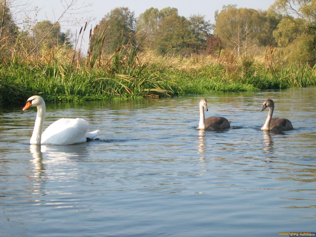 ditsch, животные, лебеди