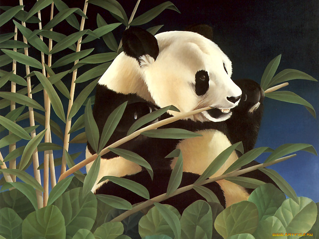 рисованные, животные, панды