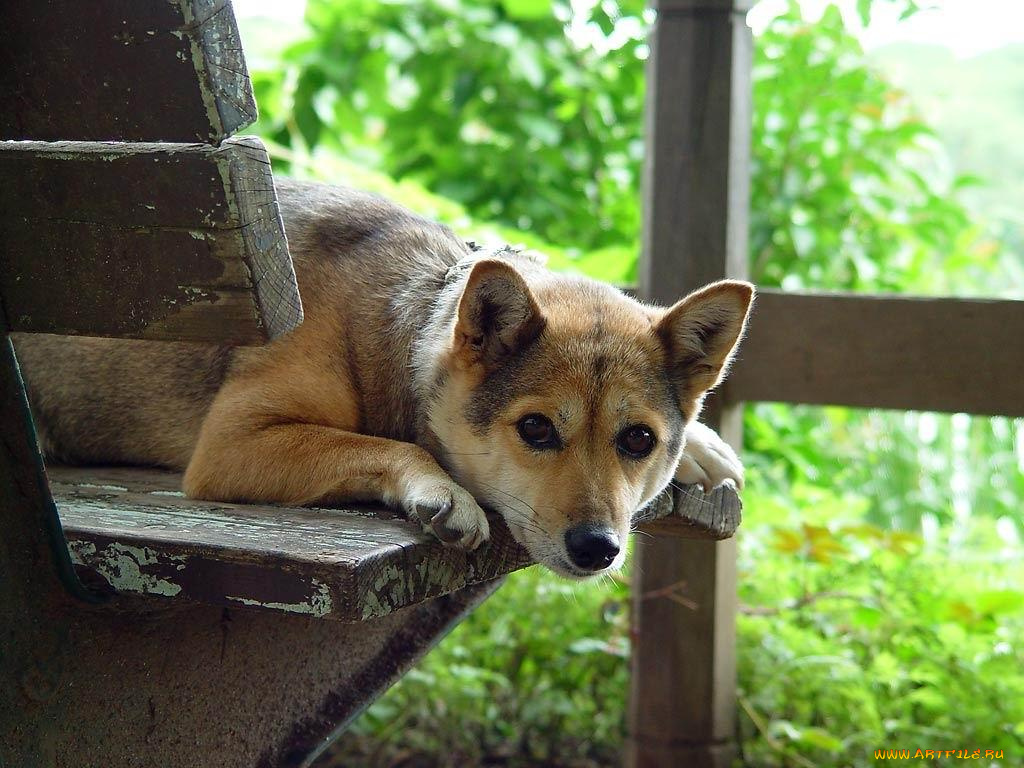 животные, собаки