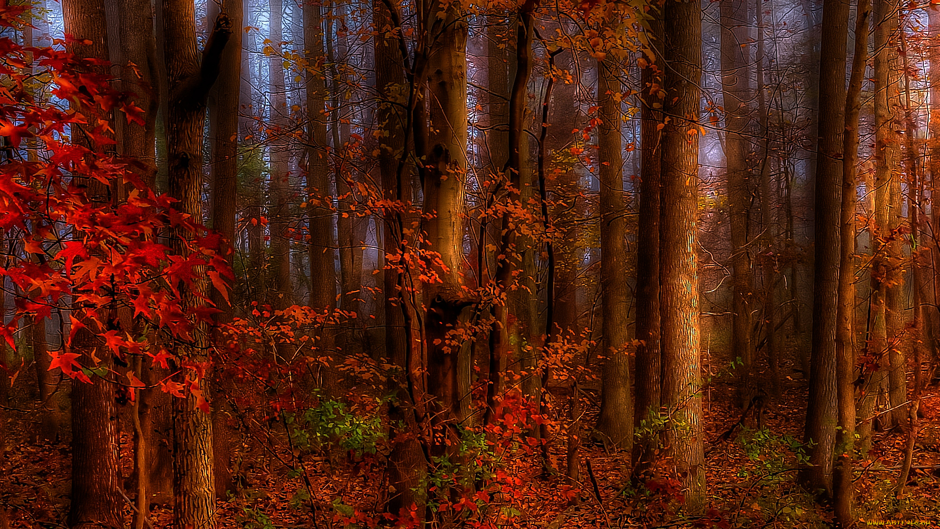 thinking, of, autumn, природа, лес, осень