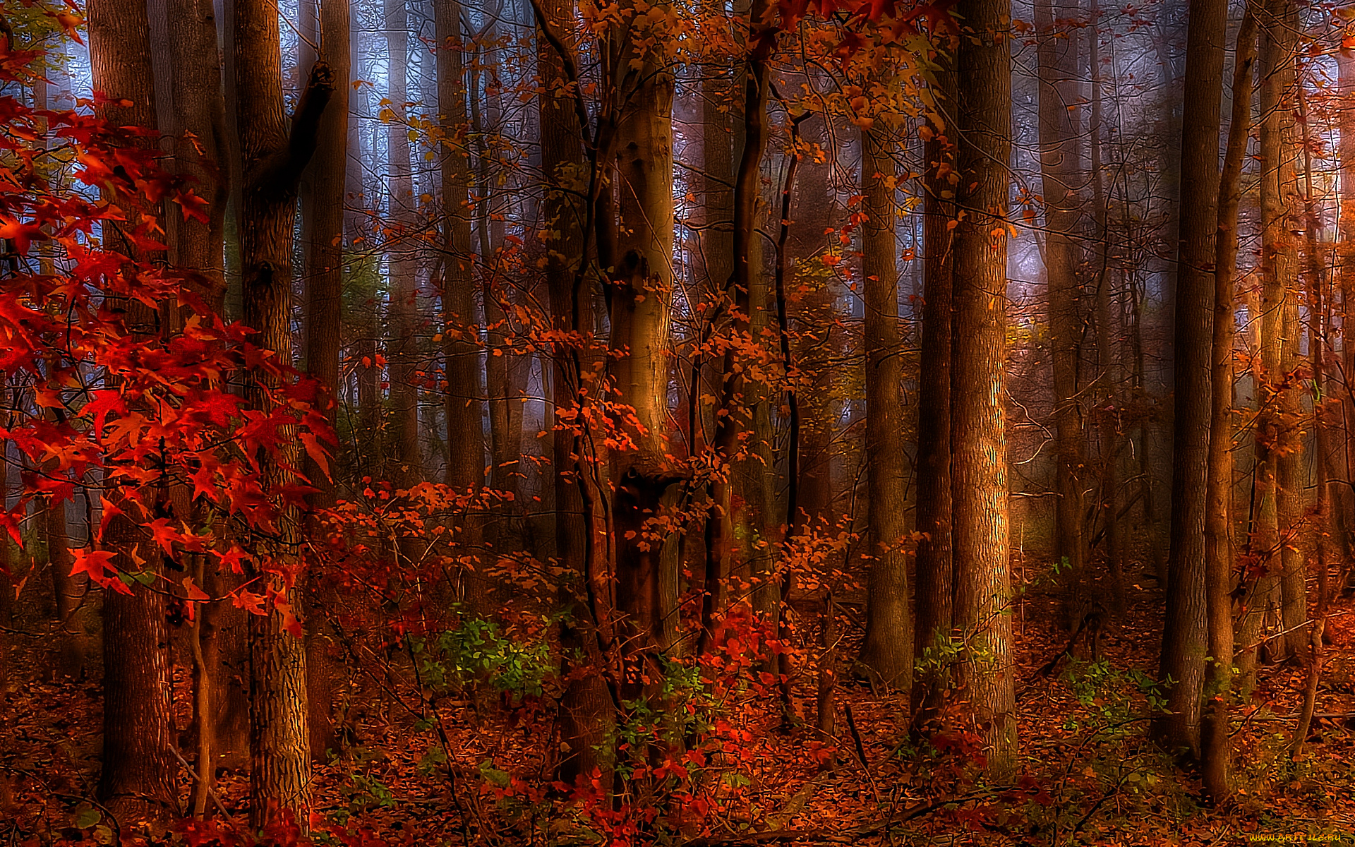 thinking, of, autumn, природа, лес, осень