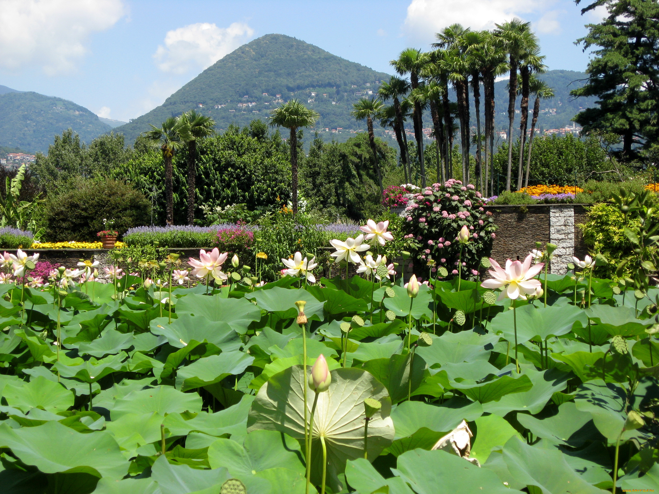 lotus, garden, ботанический, сад, виллы, таранто, италия, природа, парк