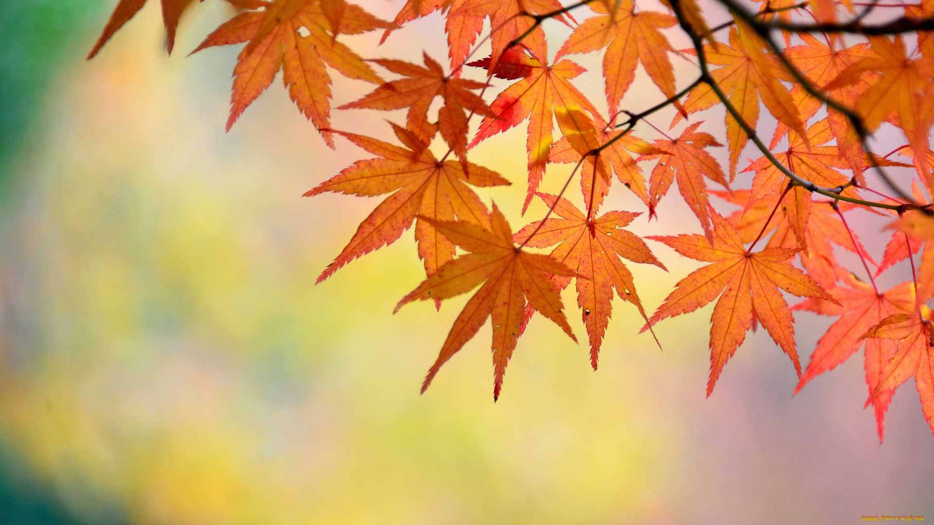 природа, листья, японский, клен