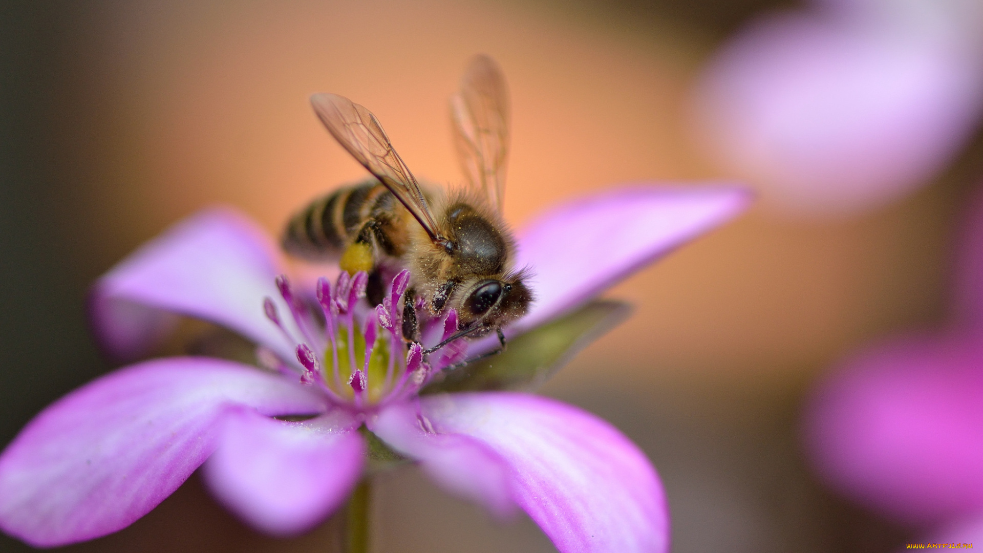животные, пчелы, , осы, , шмели, пчела, цветок
