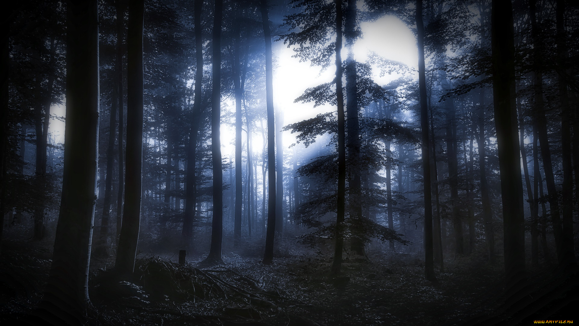природа, лес, ночь